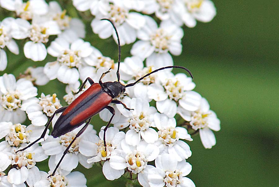 Cerambicide da identificare: Stenurella melanura